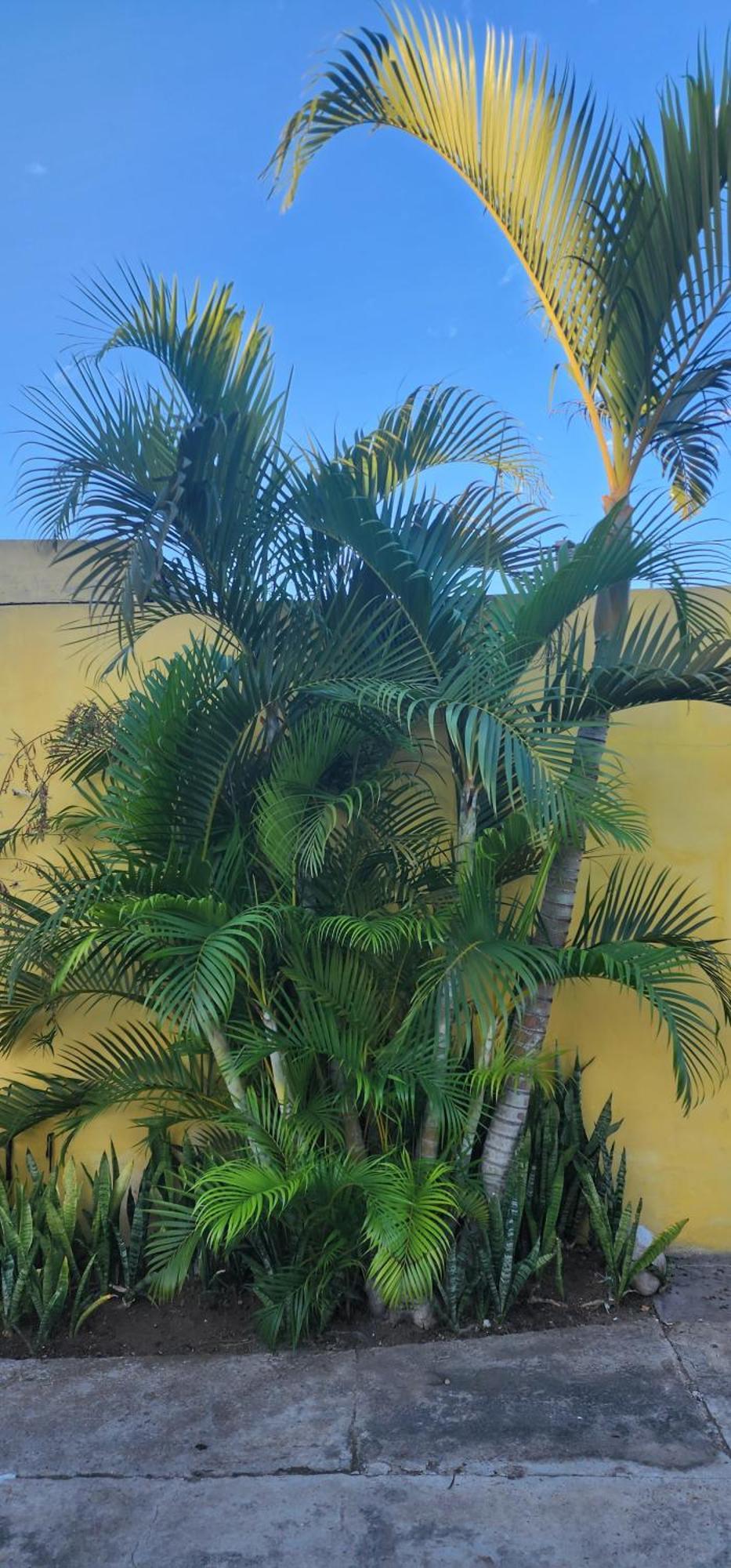 1606 Mazatlan