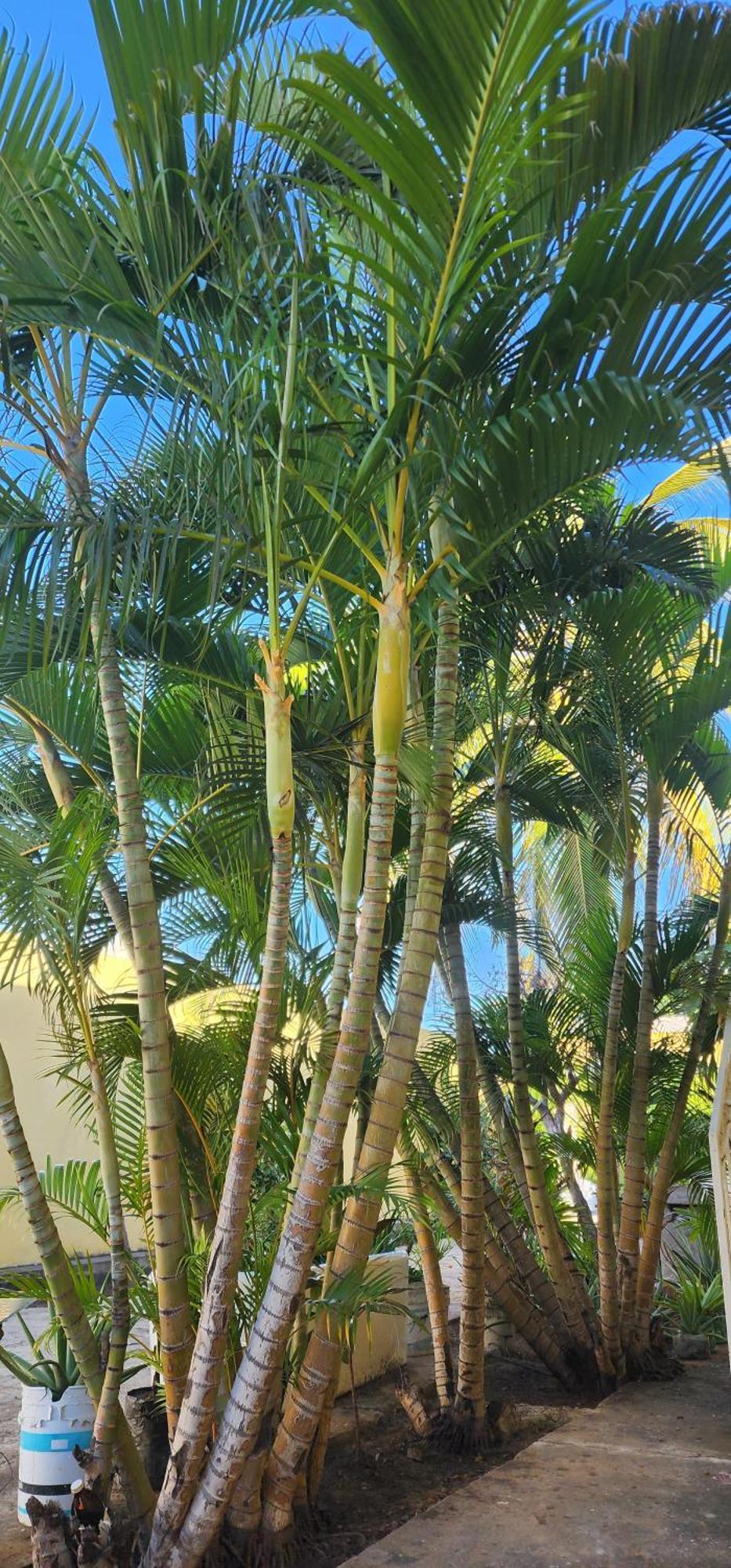 Bed and breakfast 1606 Mazatlán
