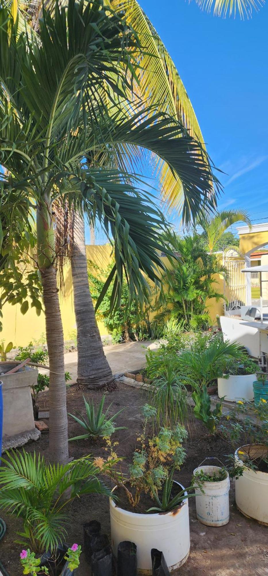 1606 Bed and breakfast Mazatlán